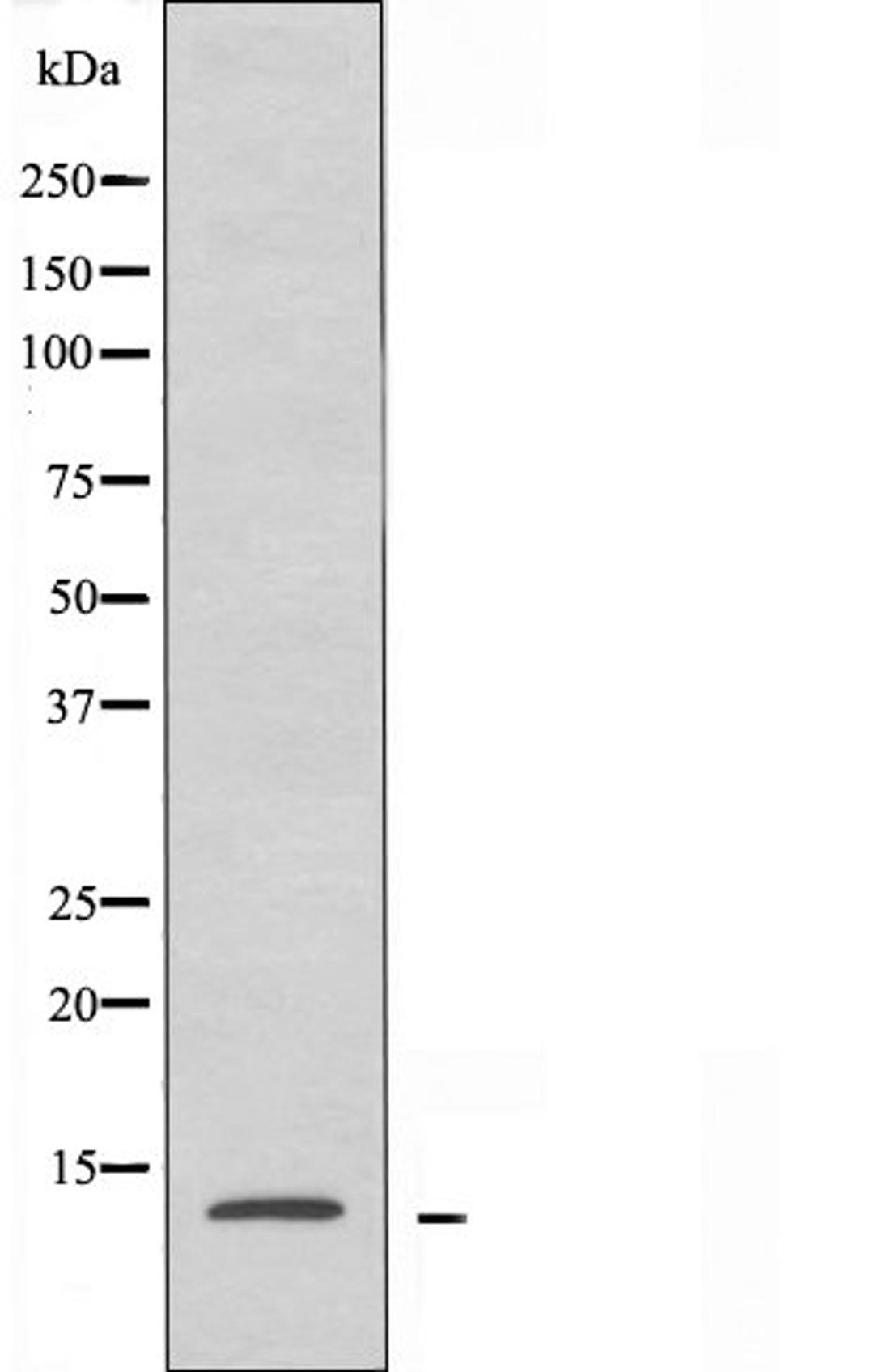 Western blot analysis of RAW264.7 cells using RPB11 antibody