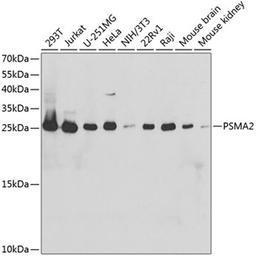 Western blot - PSMA2 antibody (A2504)