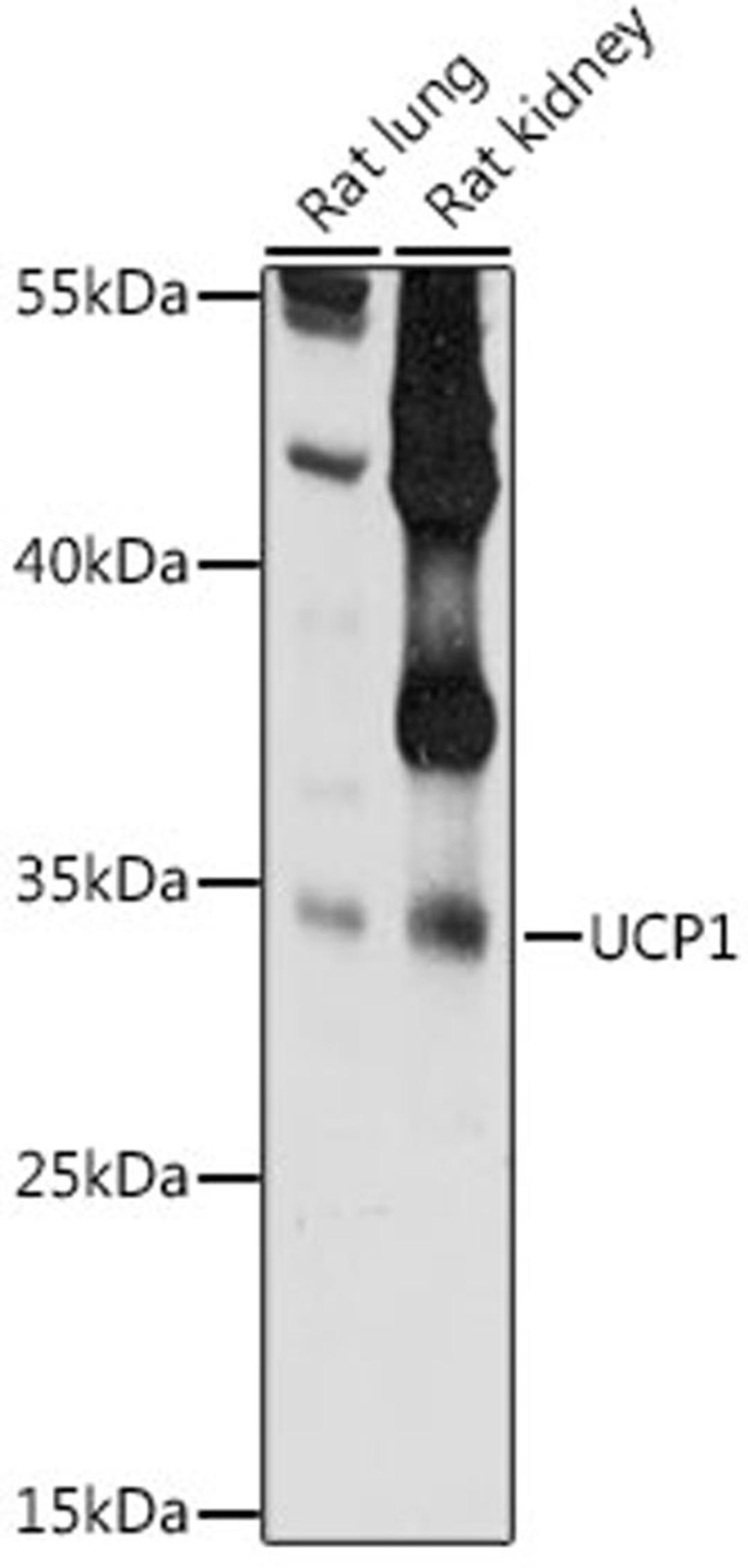 Western blot - UCP1 antibody (A7236)