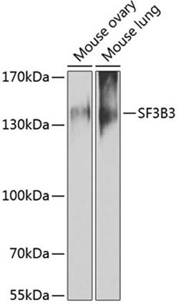 Western blot - SF3B3 antibody (A6146)