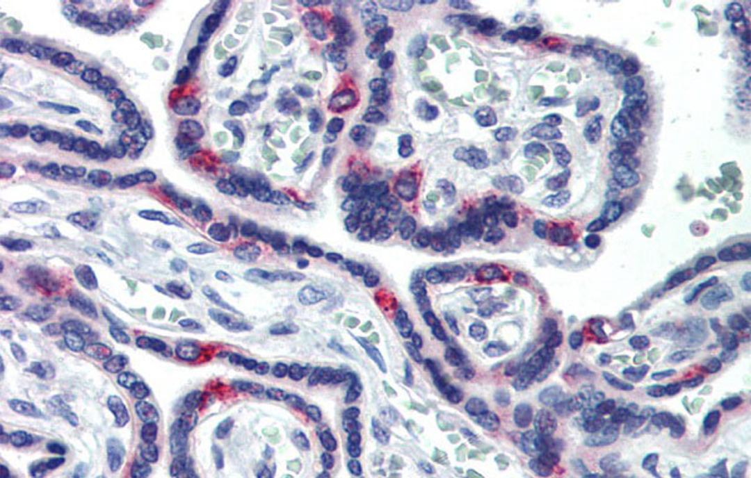 Antibody used in IHC on Human Placenta at 5.0 ug/ml.