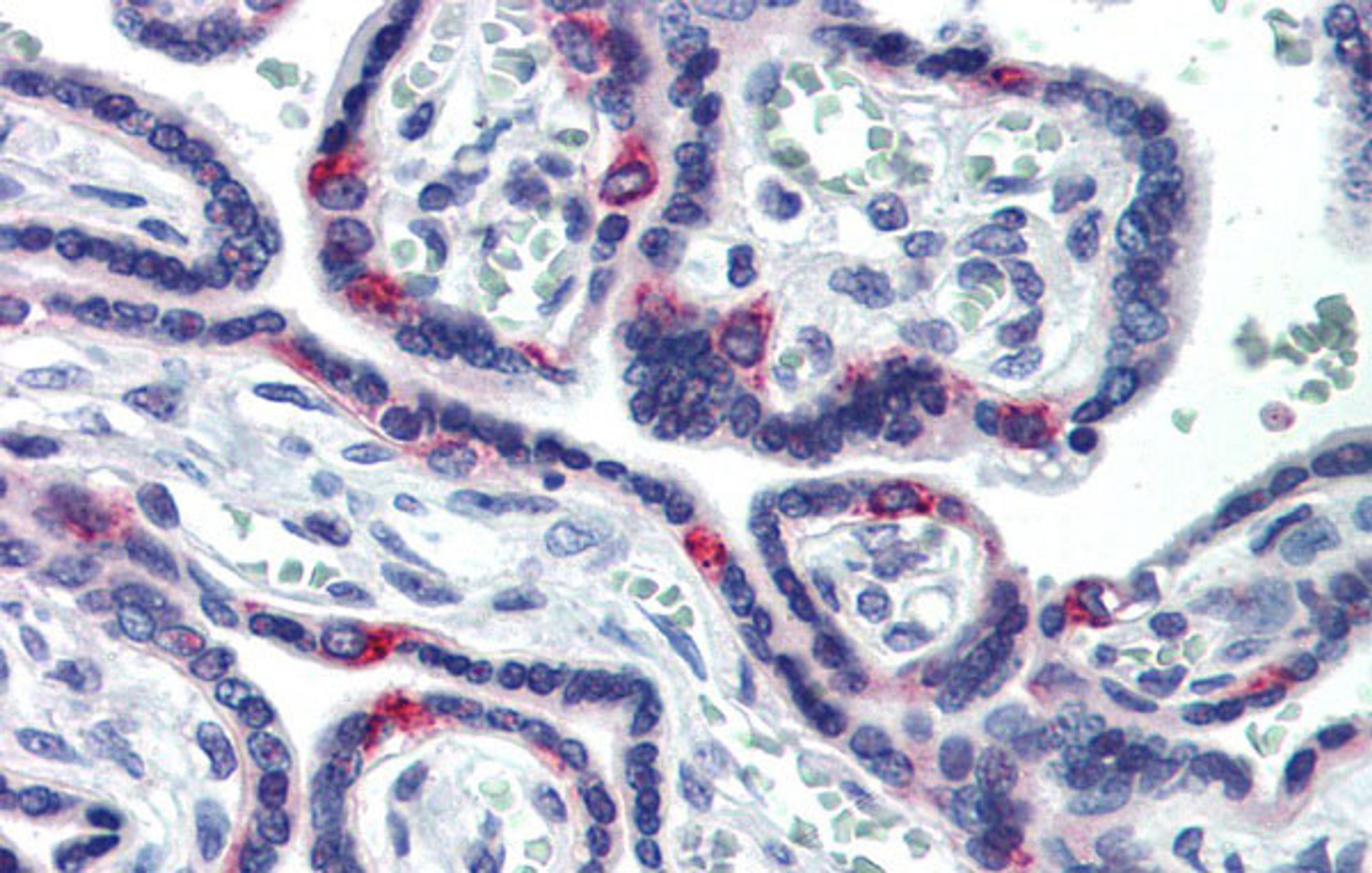 Antibody used in IHC on Human Placenta at 5.0 ug/ml.