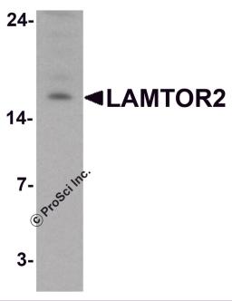 Western blot analysis of LAMTOR2 in HepG2 cell lysate with LAMTOR2 antibody at 1 μg/ml.