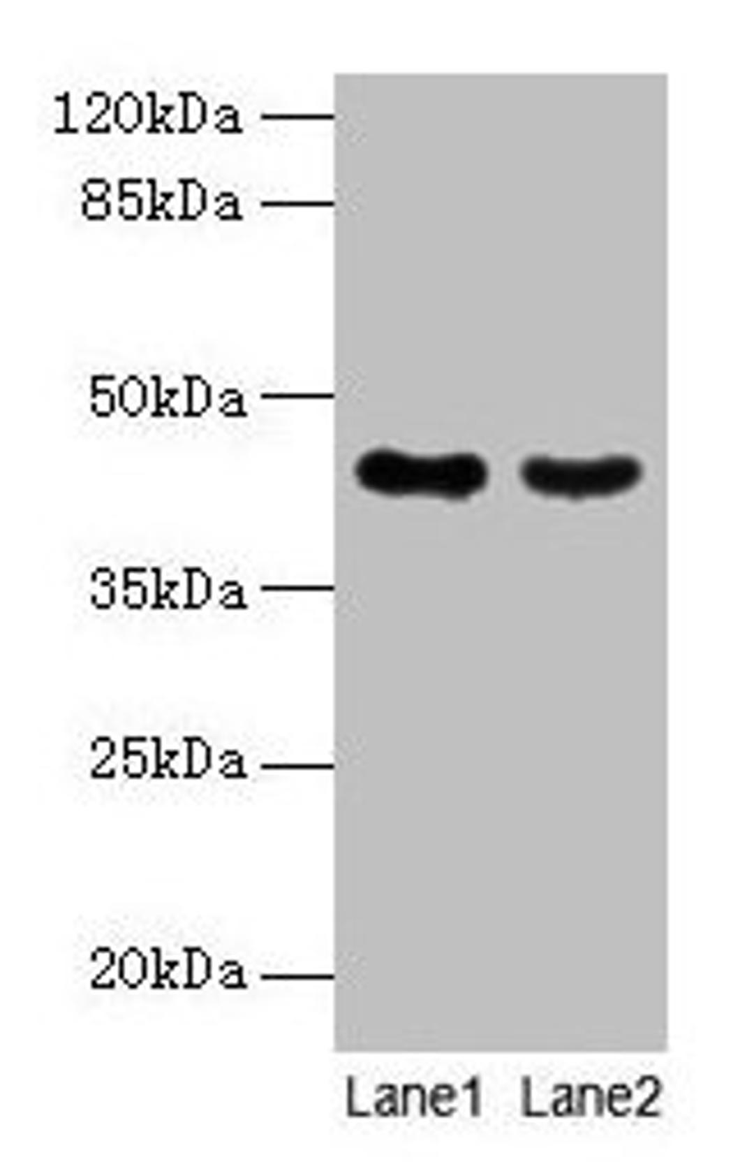 Western blot. All lanes: MAS1L antibody at 2µg/ml. Lane 1: Colo320 whole cell lysate. Lane 2: Hela whole cell lysate. Secondary. Goat polyclonal to rabbit IgG at 1/10000 dilution. Predicted band size: 43 kDa. Observed band size: 43 kDa