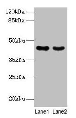 Western blot. All lanes: MAS1L antibody at 2µg/ml. Lane 1: Colo320 whole cell lysate. Lane 2: Hela whole cell lysate. Secondary. Goat polyclonal to rabbit IgG at 1/10000 dilution. Predicted band size: 43 kDa. Observed band size: 43 kDa