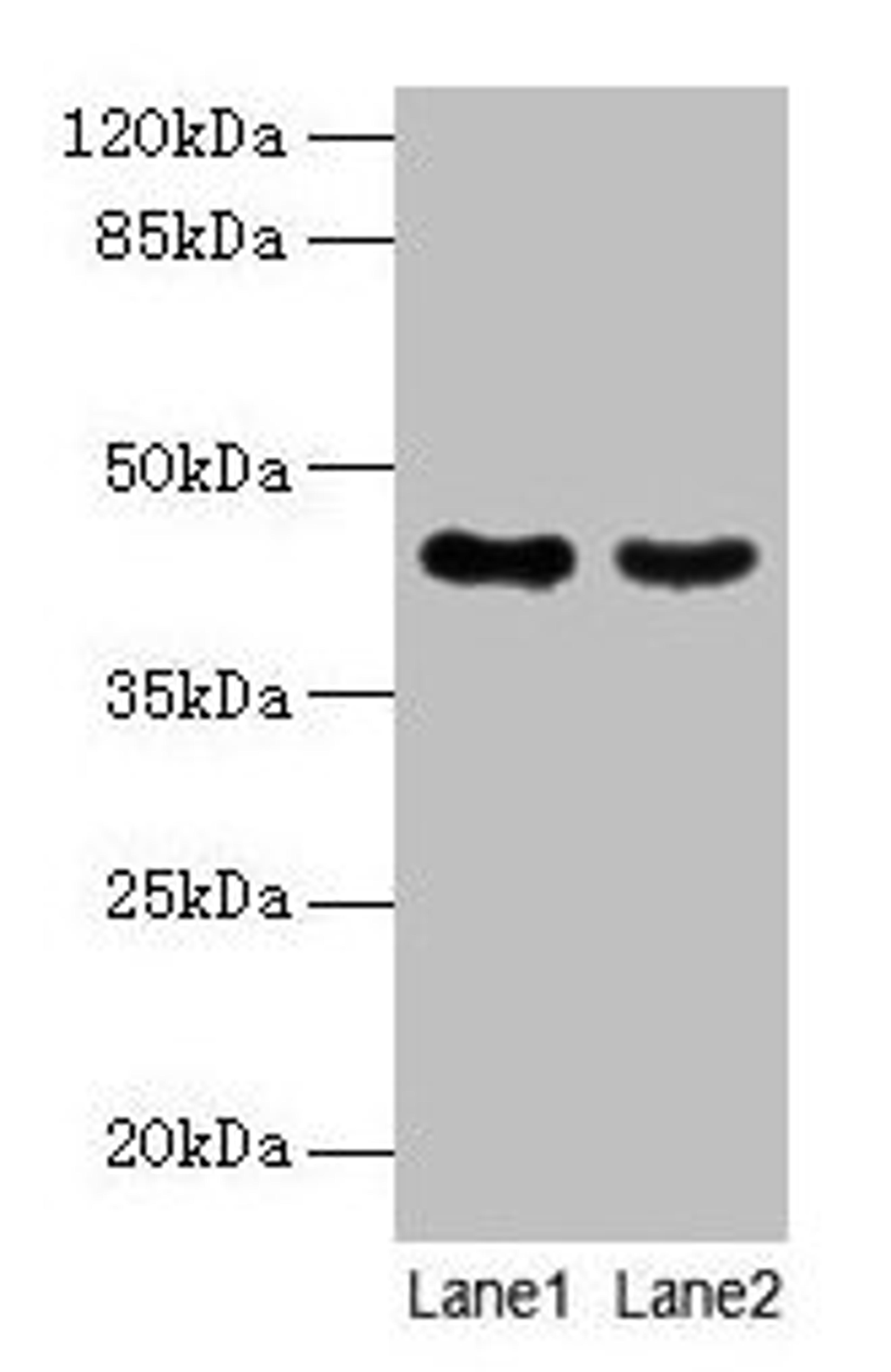 Western blot. All lanes: MAS1L antibody at 2µg/ml. Lane 1: Colo320 whole cell lysate. Lane 2: Hela whole cell lysate. Secondary. Goat polyclonal to rabbit IgG at 1/10000 dilution. Predicted band size: 43 kDa. Observed band size: 43 kDa