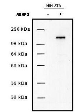 Western blot analysis of NIH/3T3 cells using Uplc1/Asap3 antibody