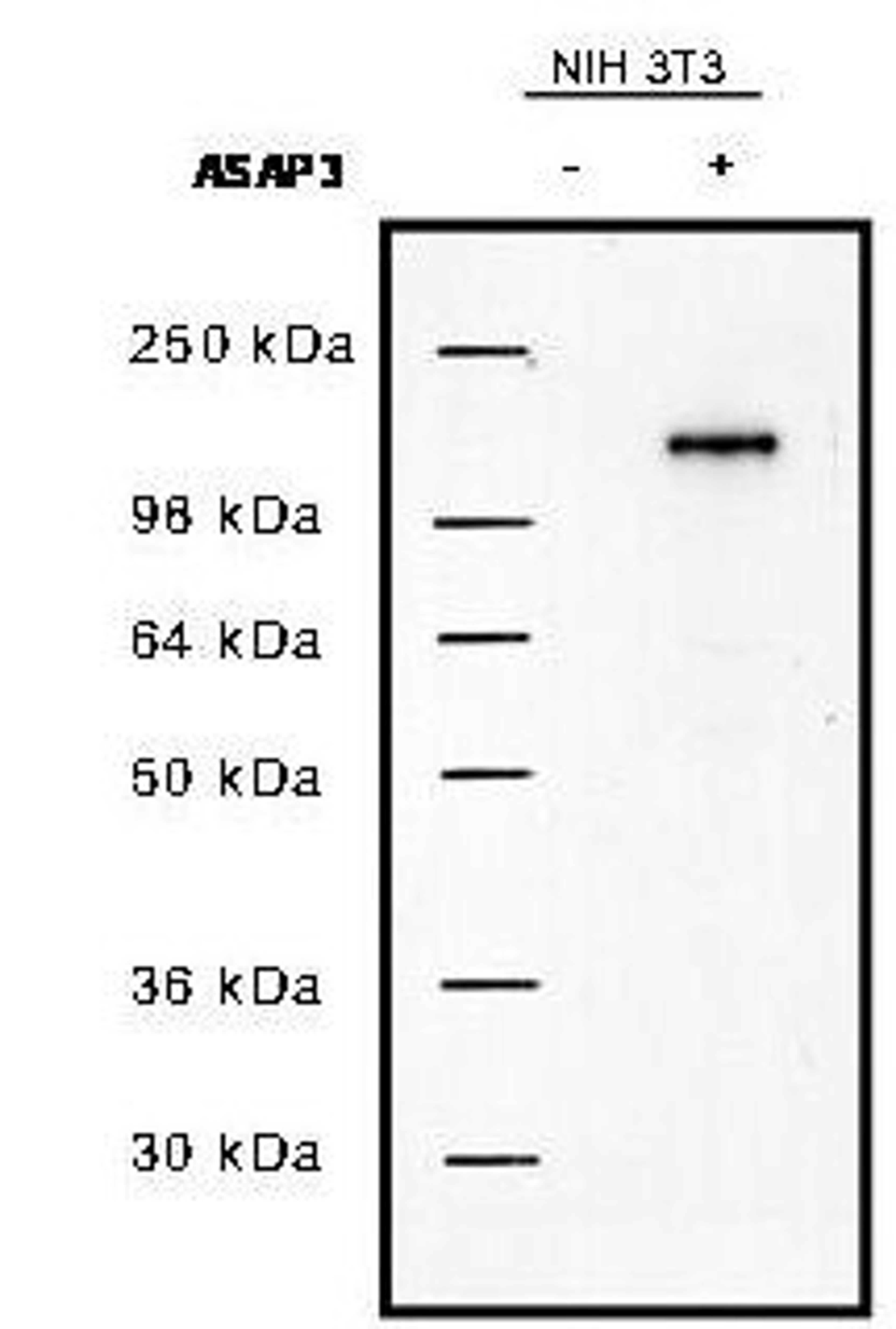 Western blot analysis of NIH/3T3 cells using Uplc1/Asap3 antibody