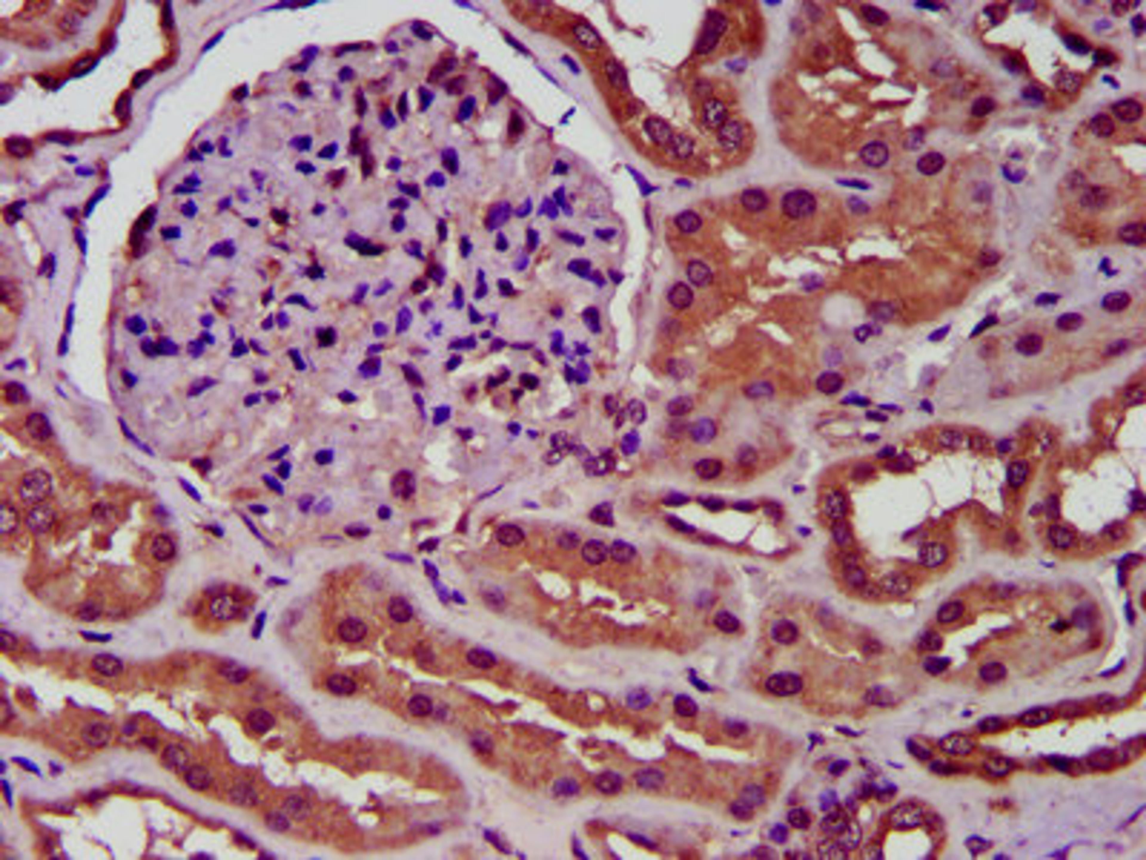 IHC image of CSB-PA854015LA01HU diluted at 1:300 and staining in paraffin-embedded human kidney tissue performed on a Leica BondTM system. After dewaxing and hydration, antigen retrieval was mediated by high pressure in a citrate buffer (pH 6.0). Section was blocked with 10% normal goat serum 30min at RT. Then primary antibody (1% BSA) was incubated at 4&deg;C overnight. The primary is detected by a biotinylated secondary antibody and visualized using an HRP conjugated SP system.