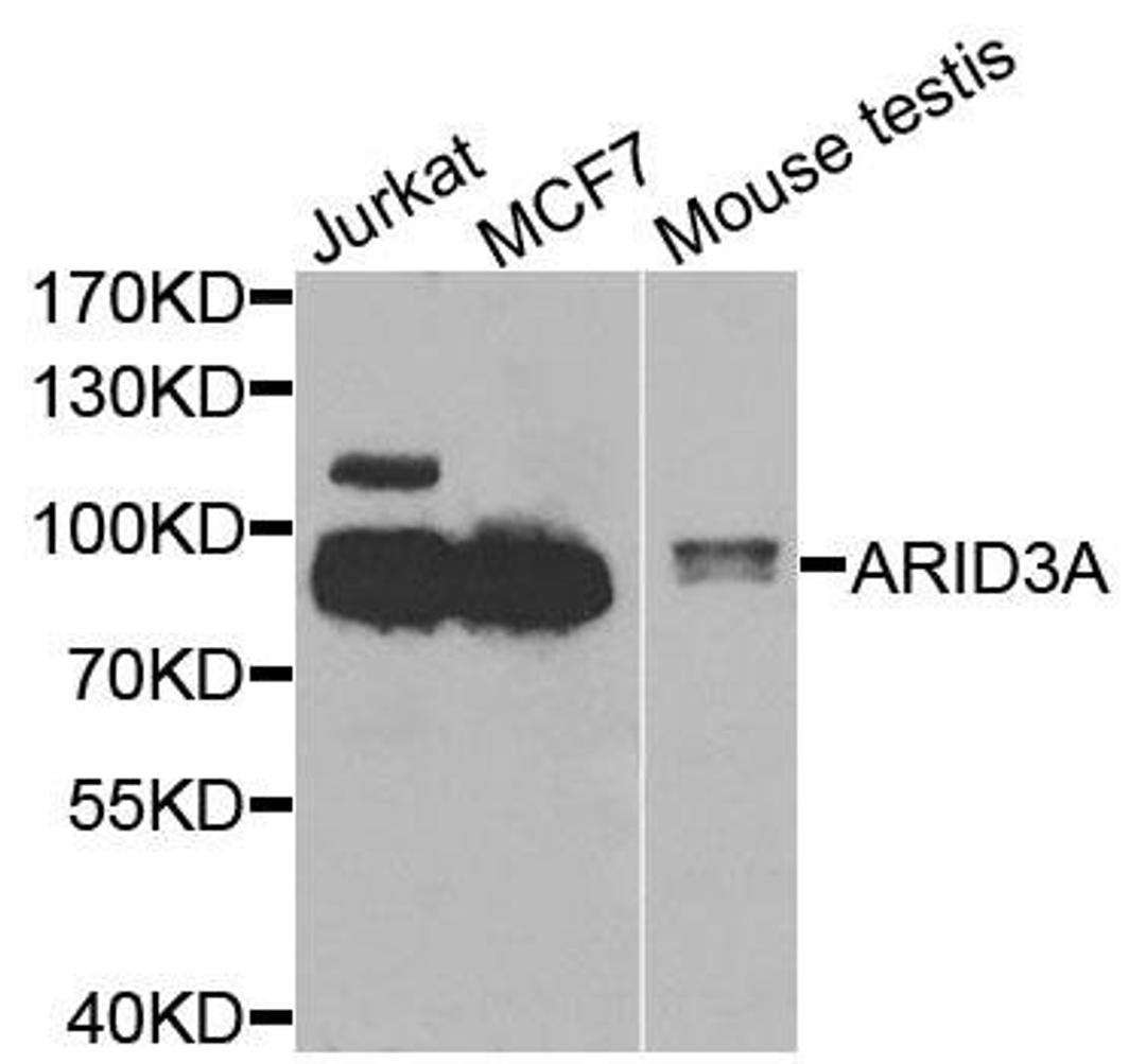 Western blot analysis of extracts of various cells using ARID3A antibody