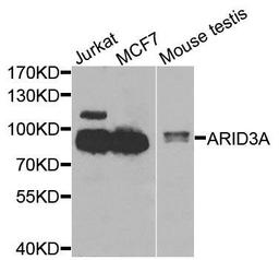 Western blot analysis of extracts of various cells using ARID3A antibody