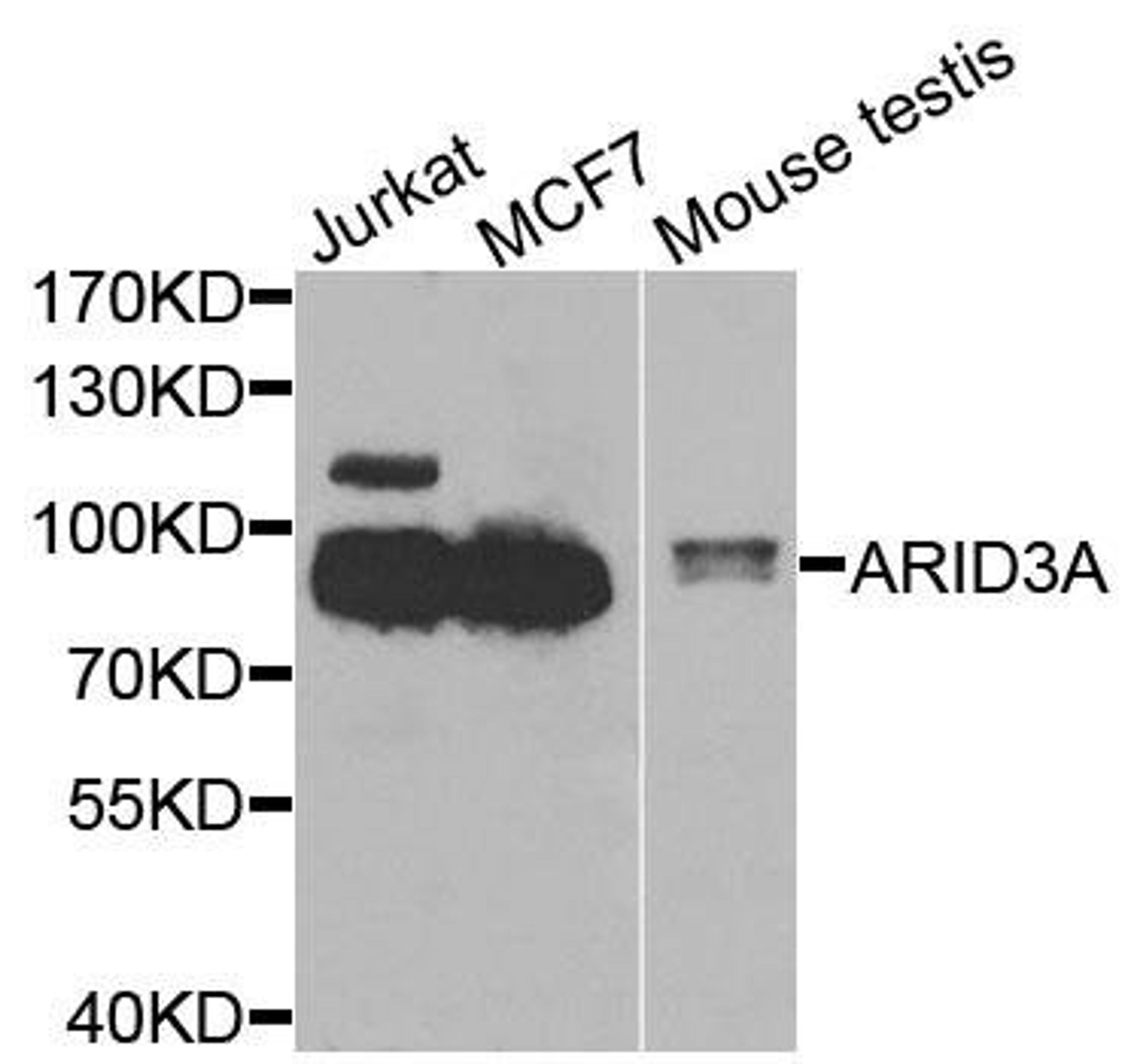 Western blot analysis of extracts of various cells using ARID3A antibody