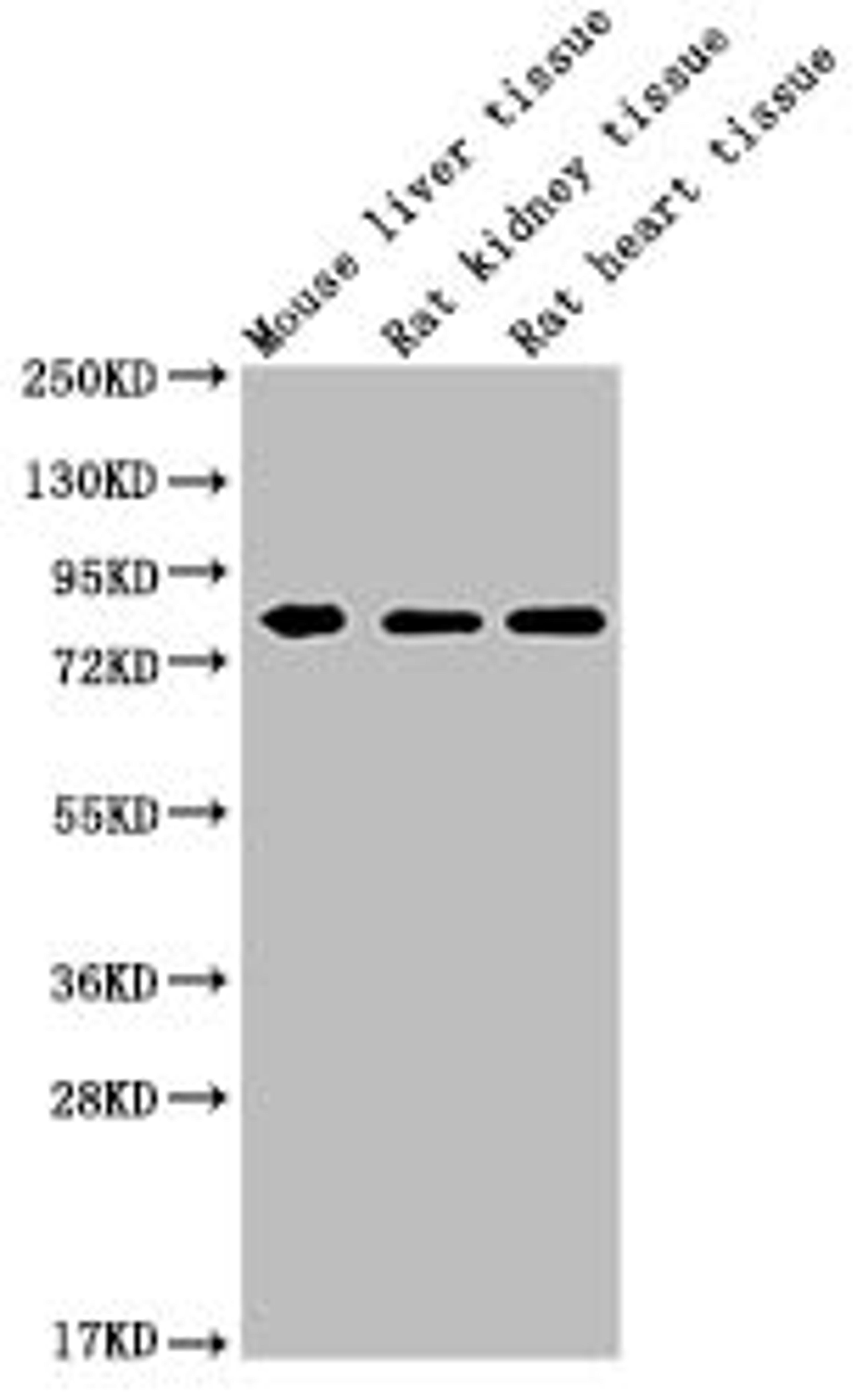 Western Blot. Positive WB detected in: MMUT antibody at 1:1000. Lane 1: Mouse liver tissue. Lane 2: Rat kidney tissue. Lane 3: Rat heart tissue. Secondary. Goat polyclonal to Mouse IgG at 1/20000 dilution. Predicted band size: 83 KDa. Observed band size: 83 KDa. Exposure time: 5min
