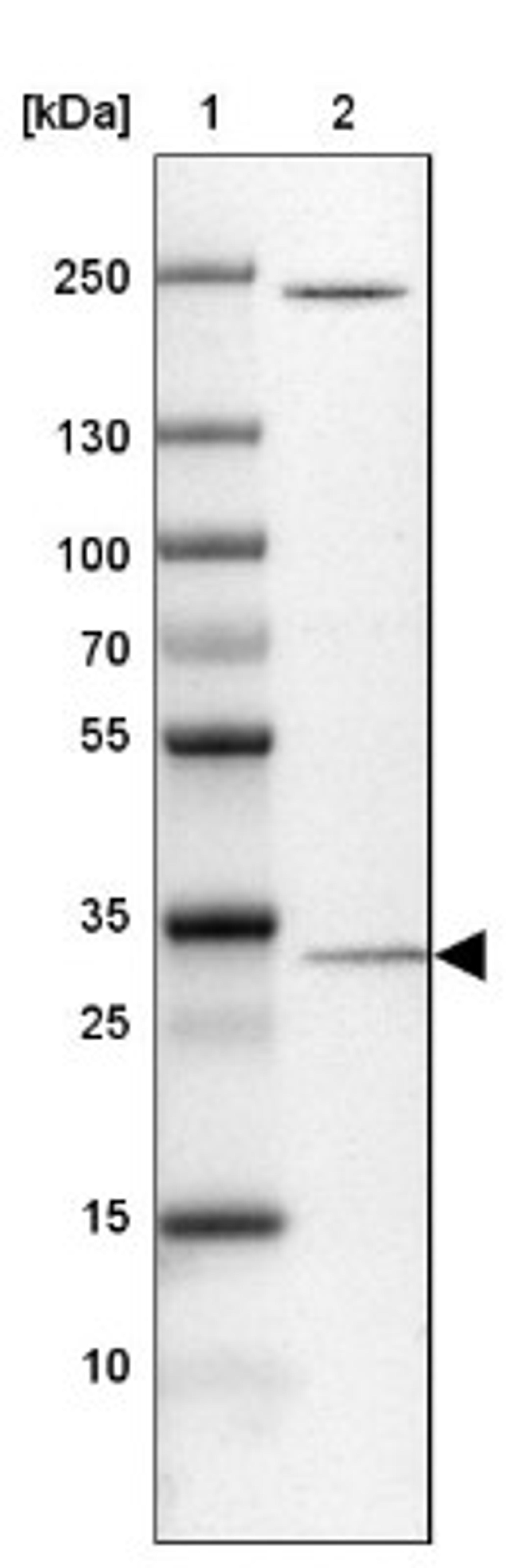 Western Blot: LHPP Antibody [NBP1-83273] - Lane 1: Marker [kDa] 250, 130, 100, 70, 55, 35, 25, 15, 10<br/>Lane 2: U-251 MG