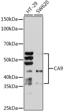 Western blot - CA9 Rabbit mAb (A4934)