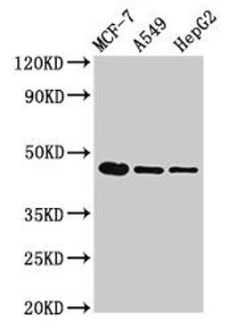Western Blot. Positive WB detected in: MCF-7 whole cell lysate, A549 whole cell lysate, HepG2 whole cell lysate. All lanes: tgfb1 antibody at 3µg/ml. Secondary. Goat polyclonal to rabbit IgG at 1/50000 dilution. Predicted band size: 45 kDa. Observed band size: 45 kDa