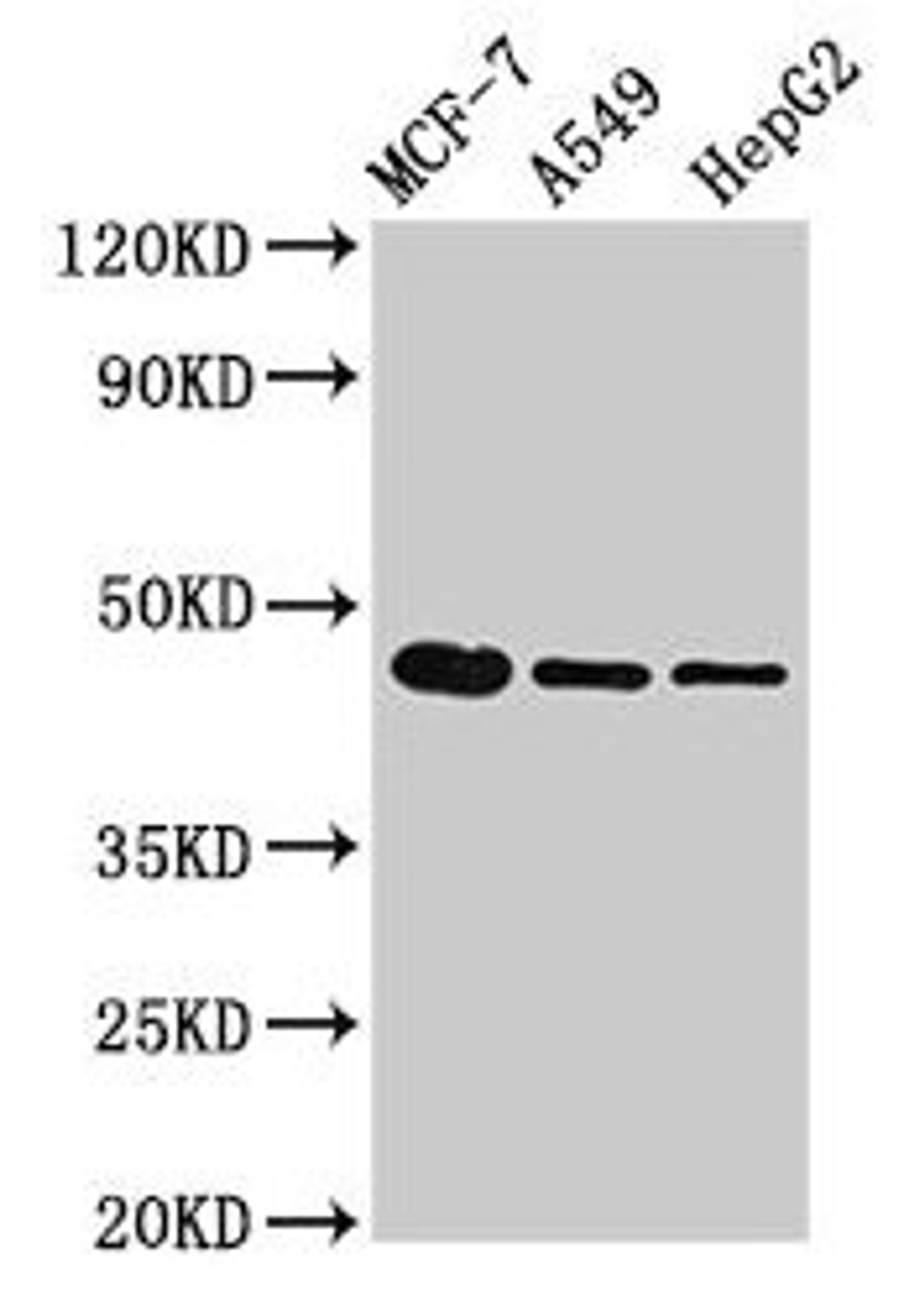 Western Blot. Positive WB detected in: MCF-7 whole cell lysate, A549 whole cell lysate, HepG2 whole cell lysate. All lanes: tgfb1 antibody at 3µg/ml. Secondary. Goat polyclonal to rabbit IgG at 1/50000 dilution. Predicted band size: 45 kDa. Observed band size: 45 kDa