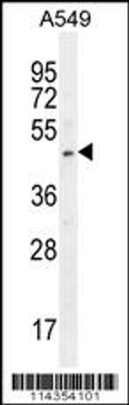 Western blot analysis in A549 cell line lysates (35ug/lane).This demonstrates the SOX3 antibody detected the SOX3 protein (arrow).