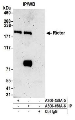 Detection of human Rictor by western blot of immunoprecipitates.