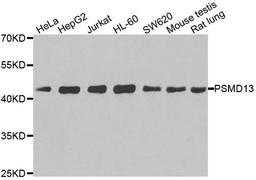 Western blot analysis of extracts of various cell lines using PSMD13 antibody