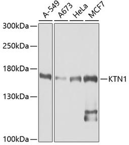 Western blot - KTN1 antibody (A5879)