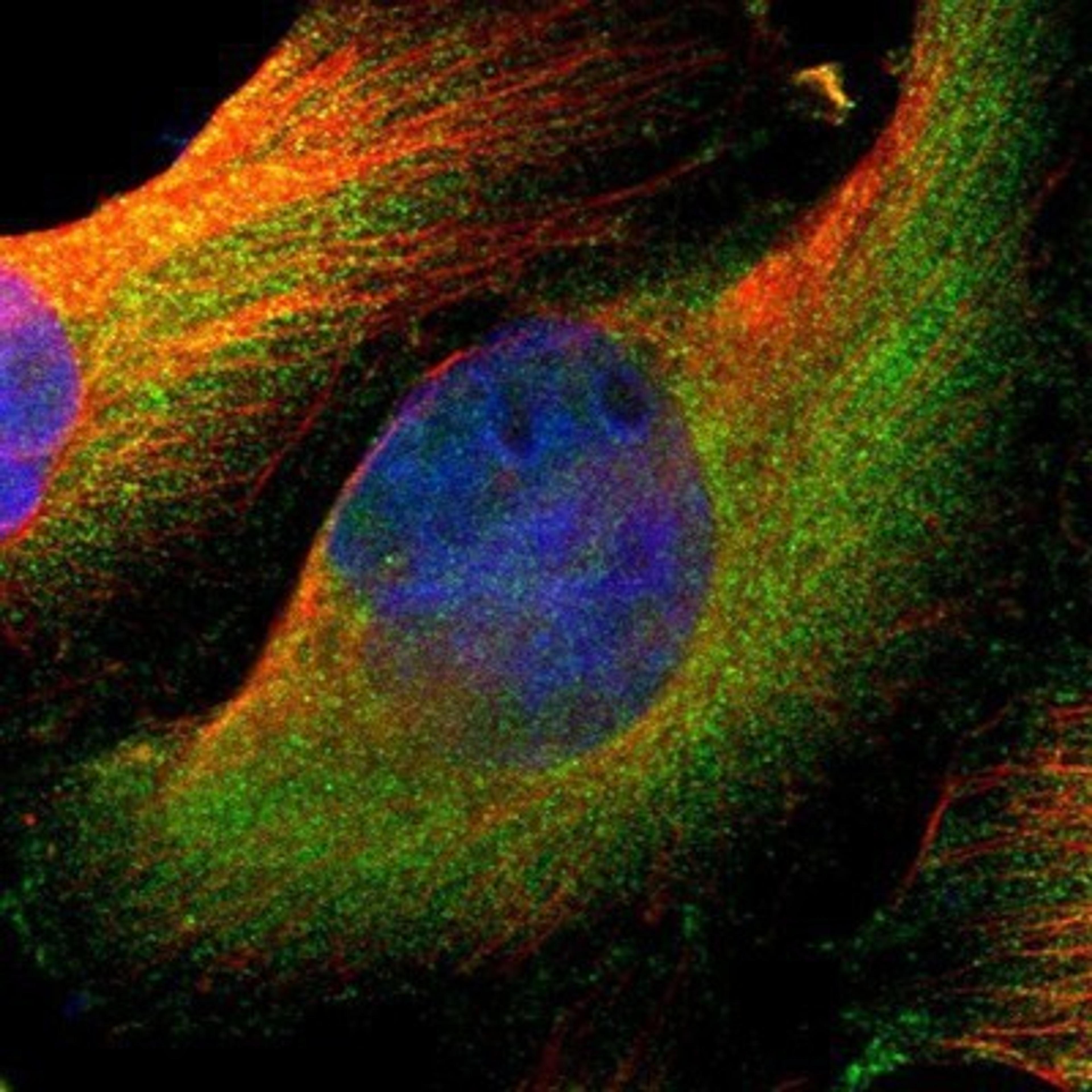 Immunocytochemistry/Immunofluorescence: SV2A Antibody [NBP1-82964] - Staining of human cell line U-251MG shows positivity in cytoplasm.