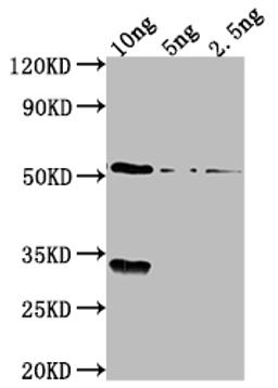 Western Blot. Positive WB detected in Recombinant protein. All lanes: OXYR antibody at 1:2000. Secondary. Goat polyclonal to rabbit IgG at 1/50000 dilution. Predicted band size: 53.6 kDa. Observed band size: 54 kDa. 