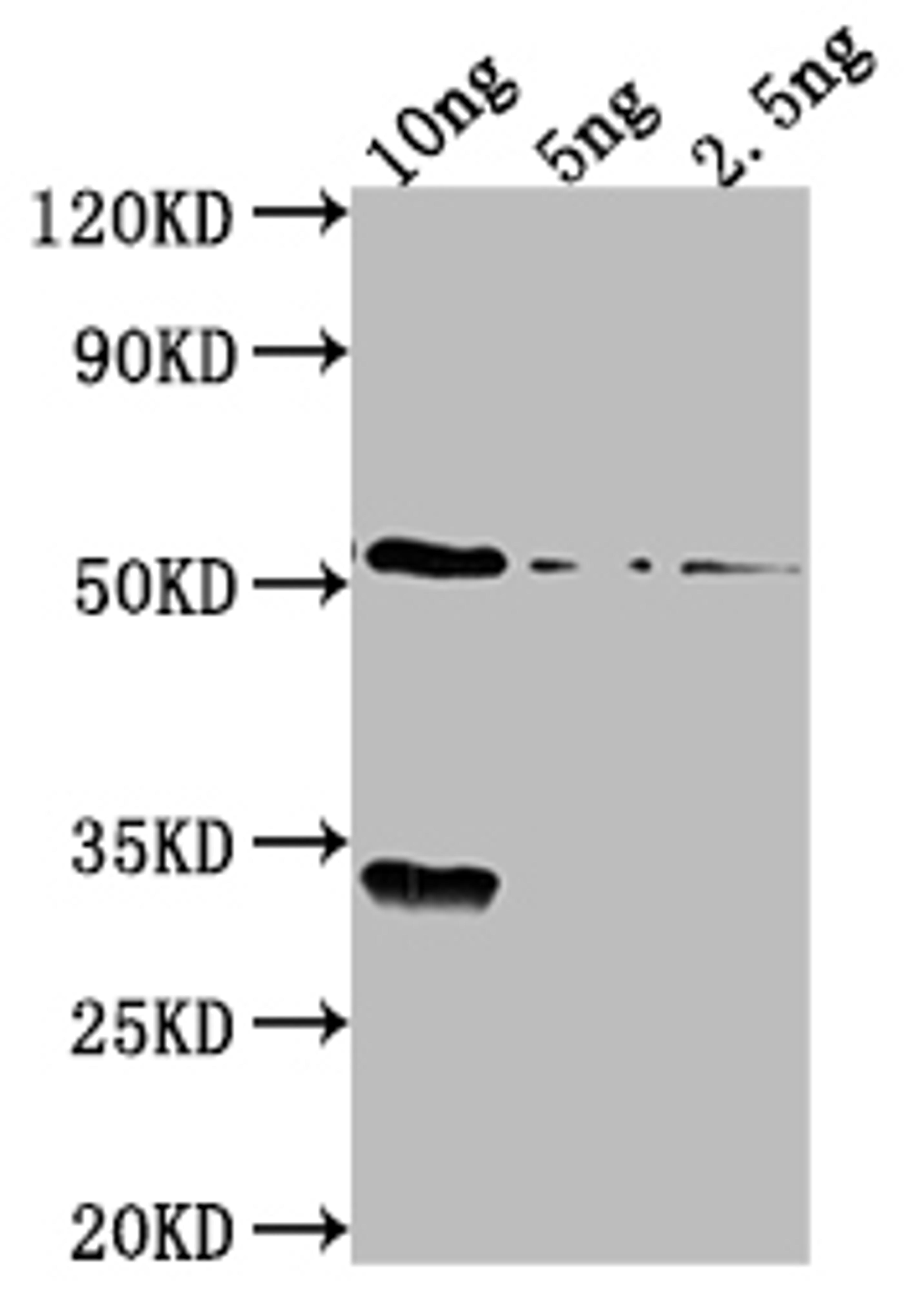 Western Blot. Positive WB detected in Recombinant protein. All lanes: OXYR antibody at 1:2000. Secondary. Goat polyclonal to rabbit IgG at 1/50000 dilution. Predicted band size: 53.6 kDa. Observed band size: 54 kDa. 
