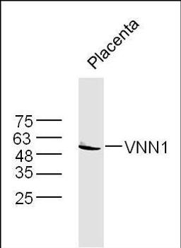 Western blot analysis of extracts from Placenta using VNN1 