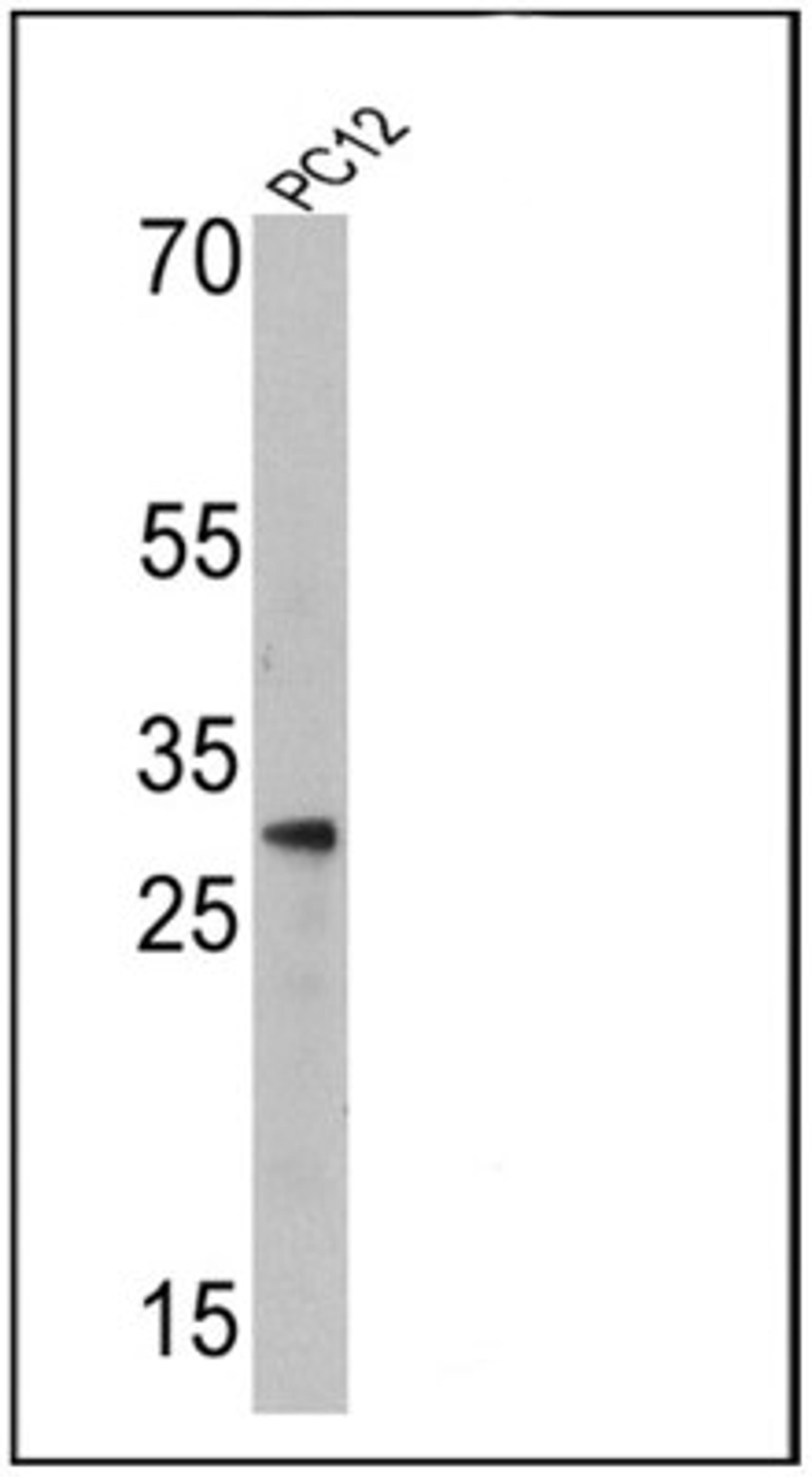 Western Blot: Endothelin-1 Antibody (TR.ET.48.5) [NB300-526] - Analysis of 25 ug of PC12 cell lysates.