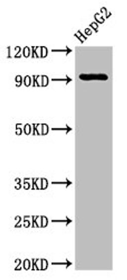 Western Blot. Positive WB detected in: HepG2 whole cell lysate. All lanes: NPAS2 antibody at 2.7µg/ml. Secondary. Goat polyclonal to rabbit IgG at 1/50000 dilution. Predicted band size: 92 kDa. Observed band size: 92 kDa