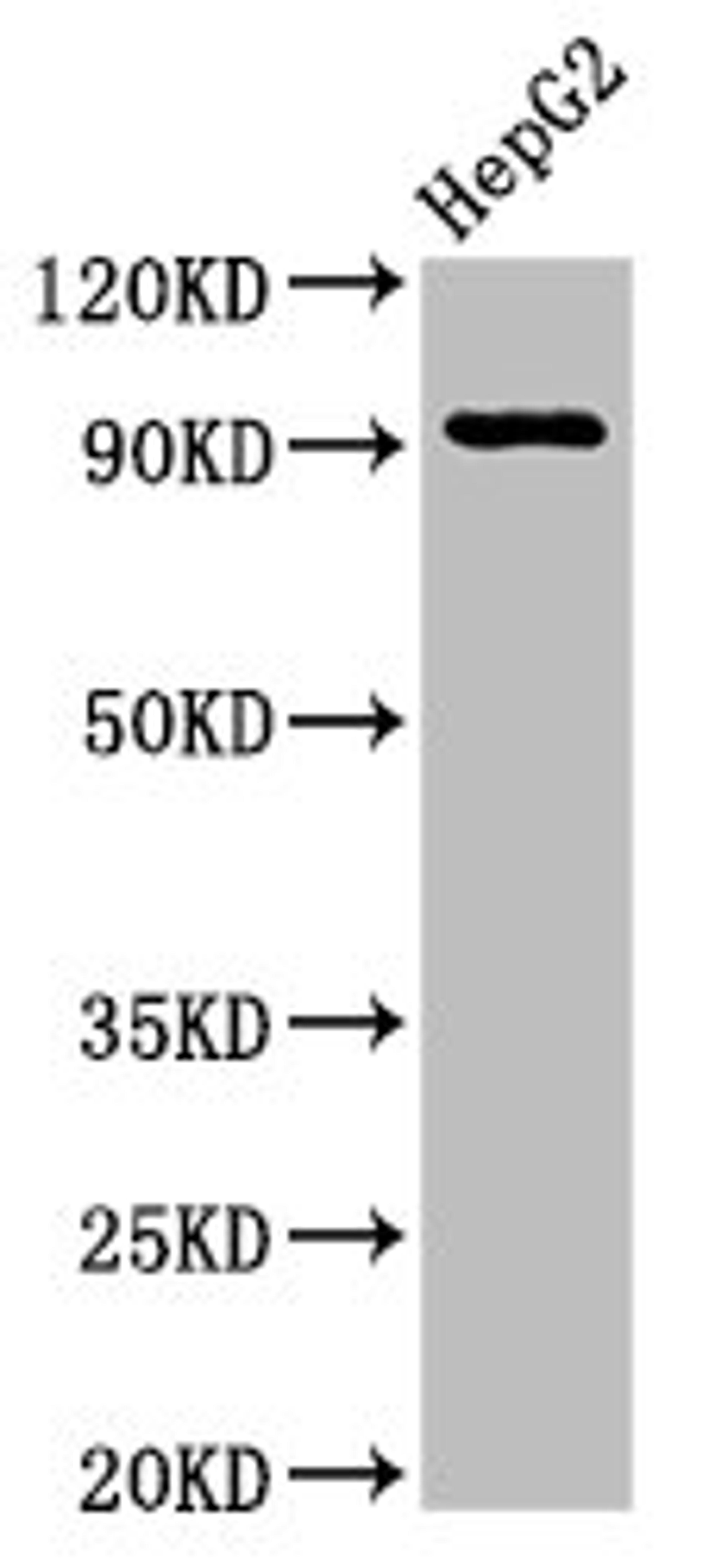 Western Blot. Positive WB detected in: HepG2 whole cell lysate. All lanes: NPAS2 antibody at 2.7µg/ml. Secondary. Goat polyclonal to rabbit IgG at 1/50000 dilution. Predicted band size: 92 kDa. Observed band size: 92 kDa