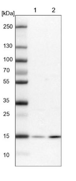 Western Blot: PPIL3 Antibody [NBP2-13794] - Lane 1: NIH-3T3 cell lysate (Mouse embryonic fibroblast cells)<br/>Lane 2: NBT-II cell lysate (Rat Wistar bladder tumour cells)