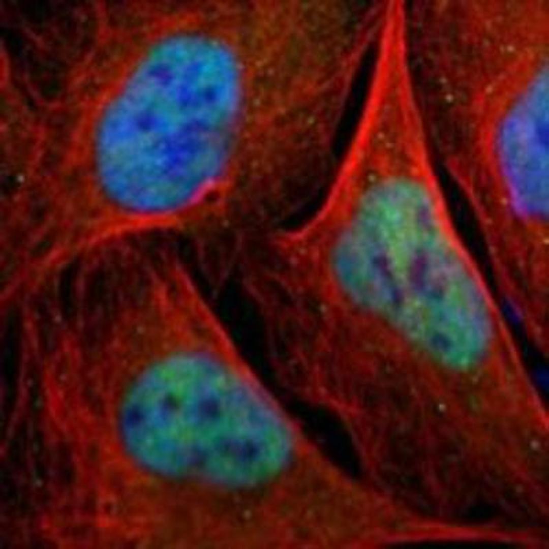 Immunocytochemistry/Immunofluorescence: ISY1 Antibody [NBP1-81865] - Staining of human cell line U-2 OS shows positivity in nuclei but not nucleoli.