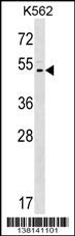 Western blot analysis in K562 cell line lysates (35ug/lane).