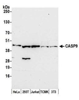 Detection of human and mouse CASP9 by western blot.