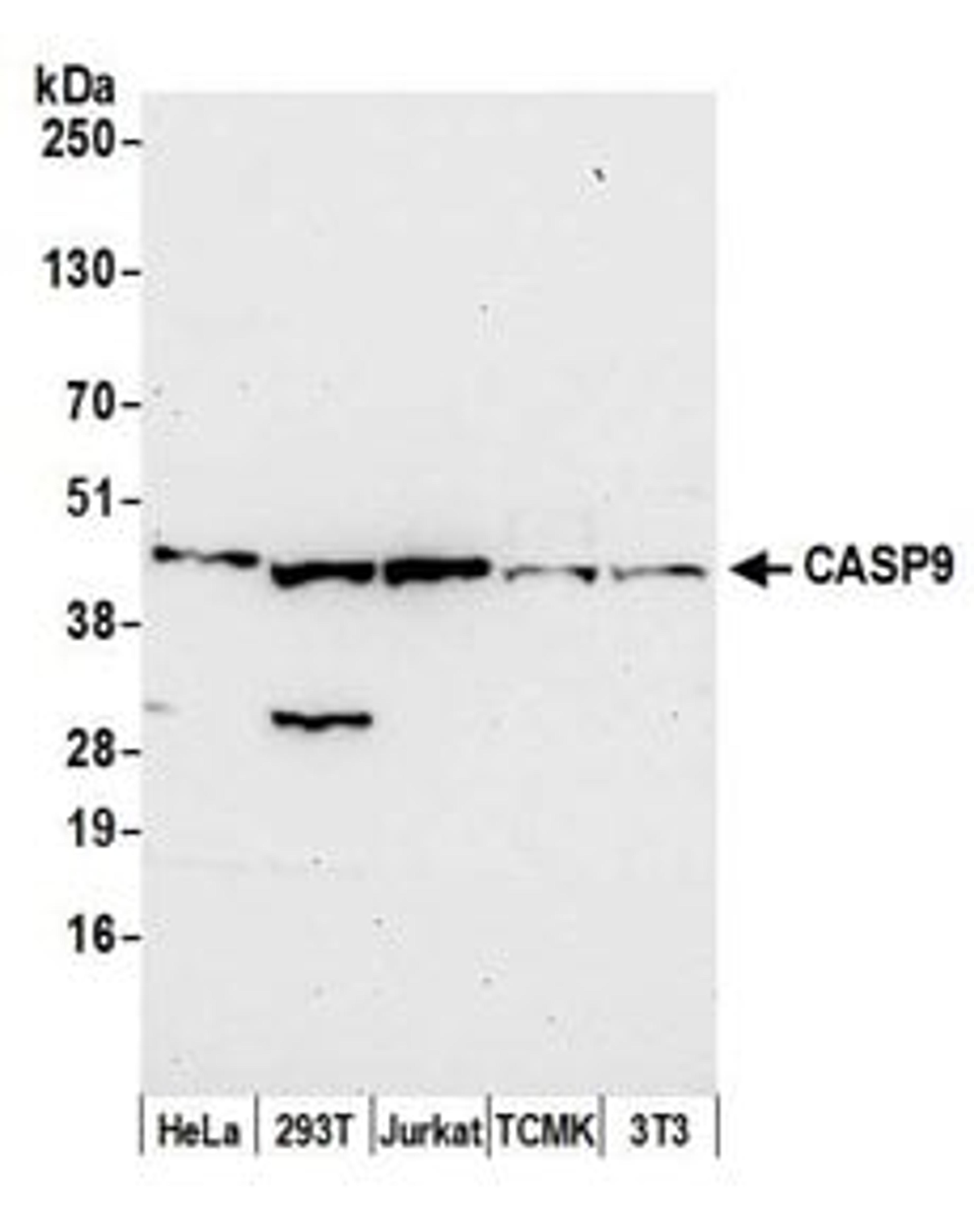 Detection of human and mouse CASP9 by western blot.