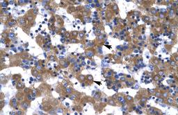 Antibody used in IHC on Human Liver at 4.0-8.0 ug/ml.