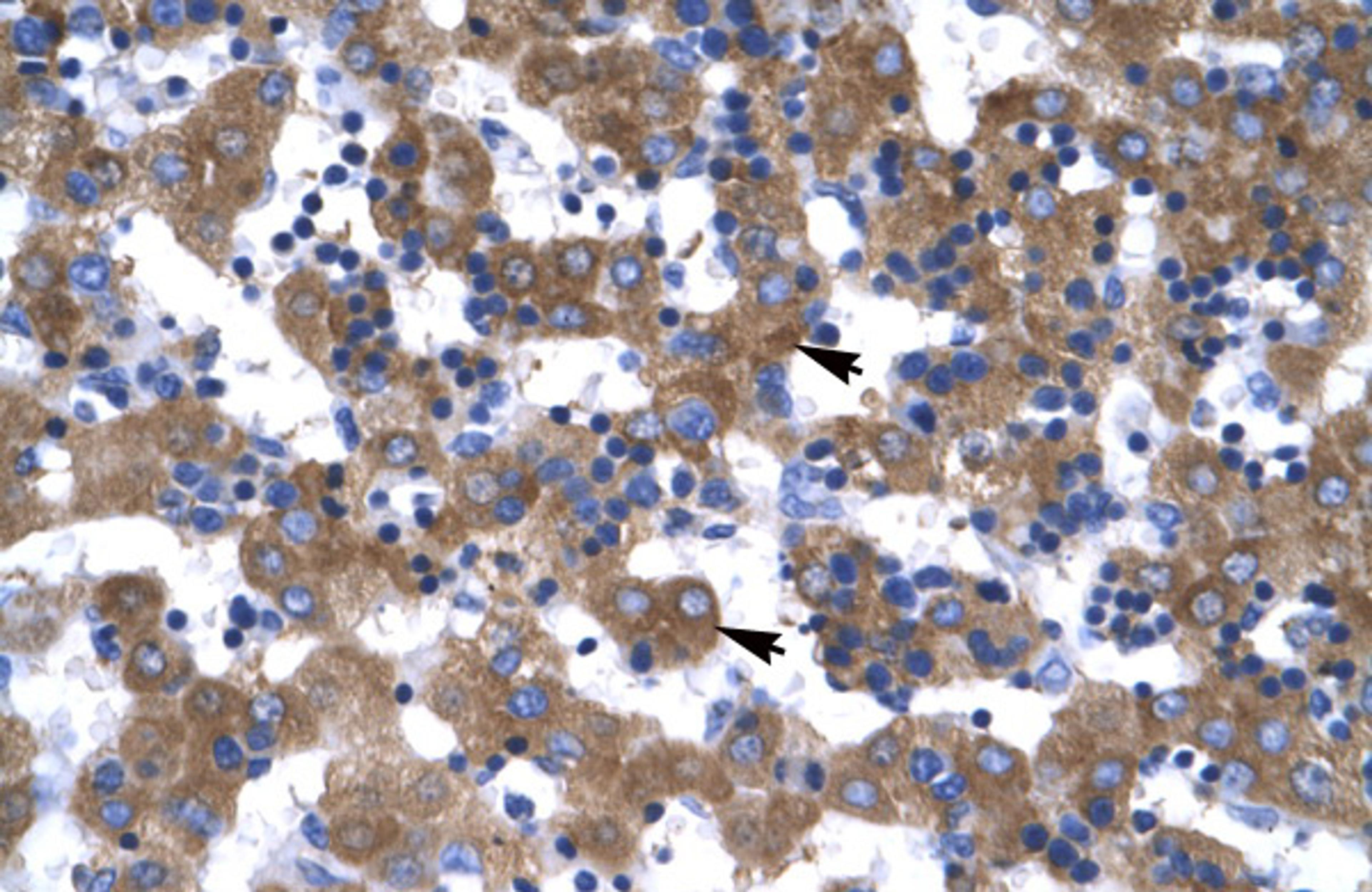 Antibody used in IHC on Human Liver at 4.0-8.0 ug/ml.