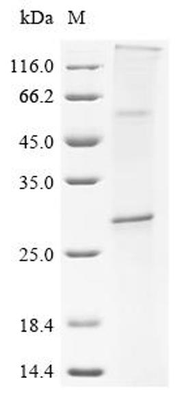 (Tris-Glycine gel) Discontinuous SDS-PAGE (reduced) with 5% enrichment gel and 15% separation gel.
