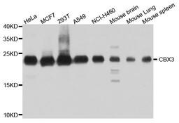 Western blot analysis of extract of various cells using HP1 gamma antibody