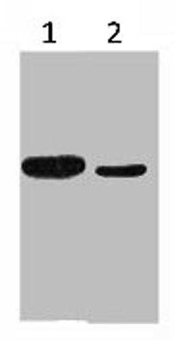 Western blot analysis of His-Tag recombinant protein, diluted at 1:10000 1) His-MBP recombinant protein 2) His-Tag transfected 293T