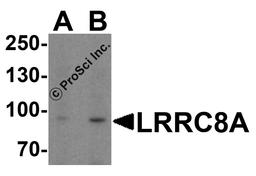 Western blot analysis of LRRC8A in EL4 cell lysate with LRRC8A antibody at (A) 1 and (B) 2 μg/ml.