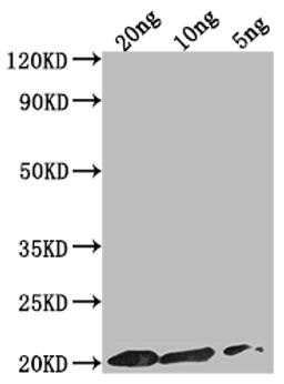 Western Blot. Positive WB detected in Recombinant protein. All lanes: epiA antibody at 1:2000. Secondary. Goat polyclonal to rabbit IgG at 1/50000 dilution. Predicted band size: 17.7 kDa. Observed band size: 20 kDa.