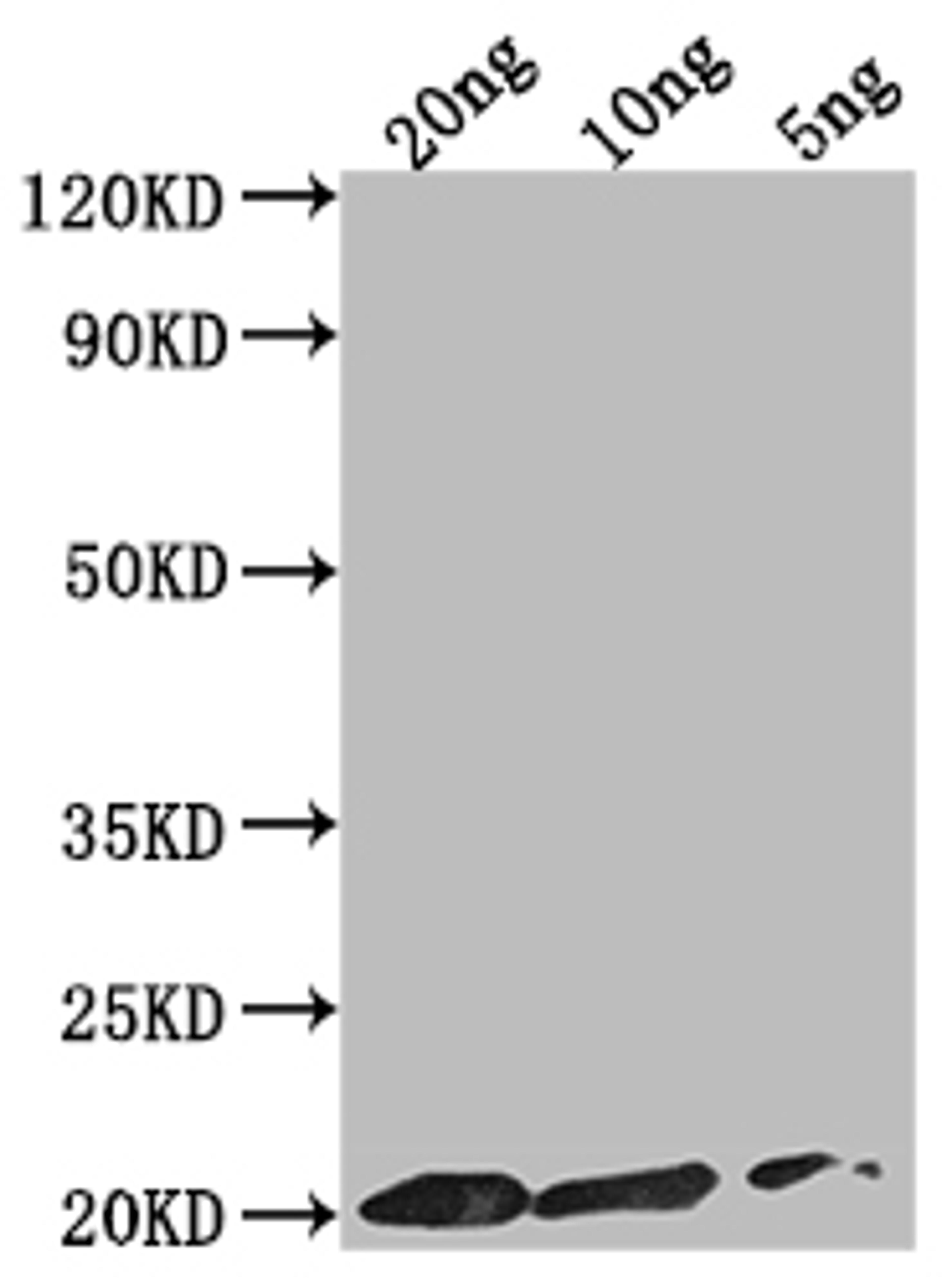 Western Blot. Positive WB detected in Recombinant protein. All lanes: epiA antibody at 1:2000. Secondary. Goat polyclonal to rabbit IgG at 1/50000 dilution. Predicted band size: 17.7 kDa. Observed band size: 20 kDa.