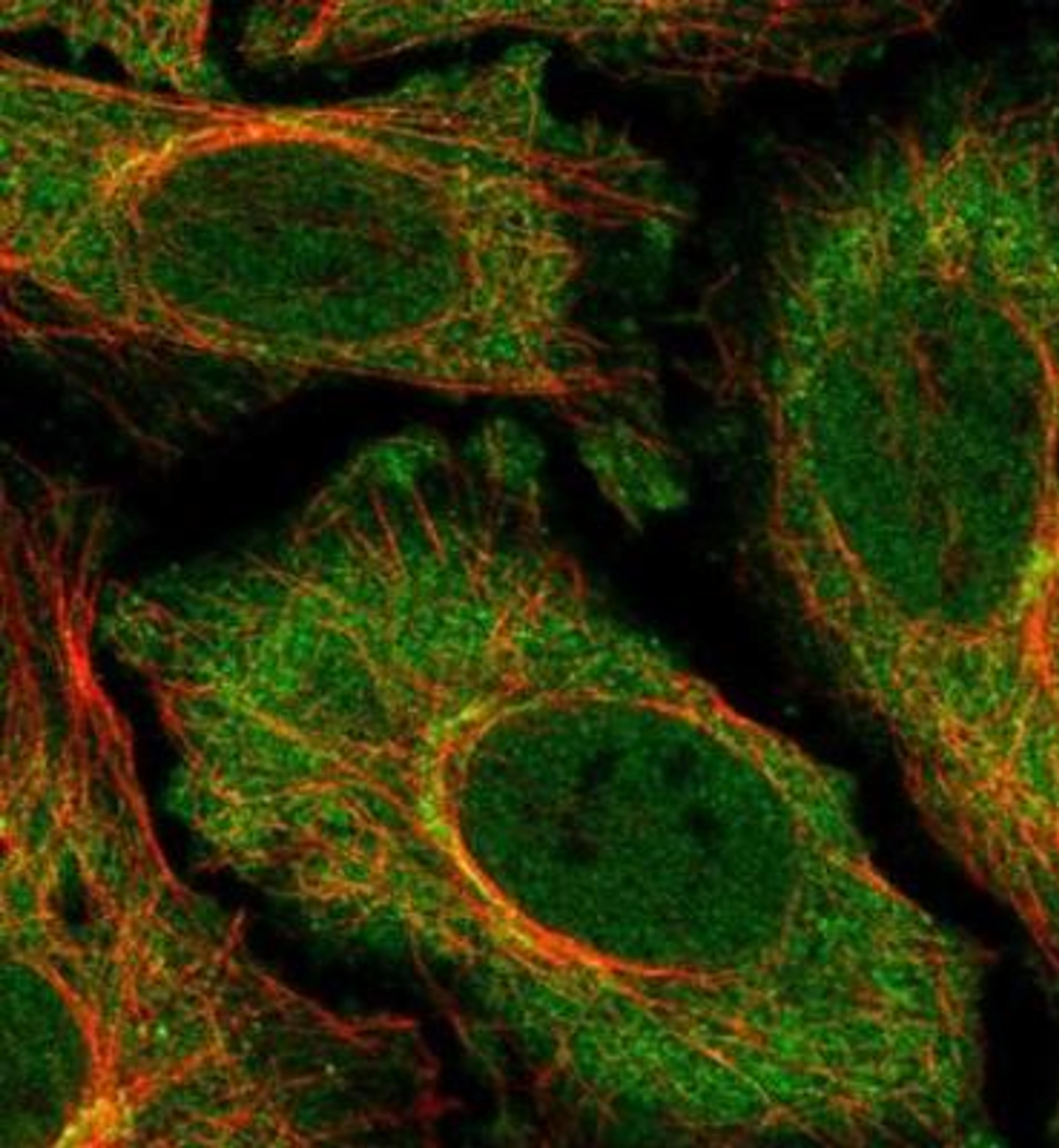 Immunocytochemistry/Immunofluorescence: IFNE1 Antibody [NBP1-92018] -  Staining of human cell line HeLa shows positivity in cytoplasm, the Golgi apparatus & nucleus but excluded from the nucleoli. Antibody staining is shown in green.