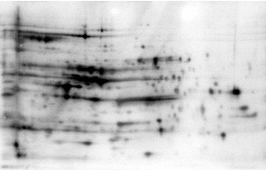 Western blot analysis of using E.coli HCP antibody