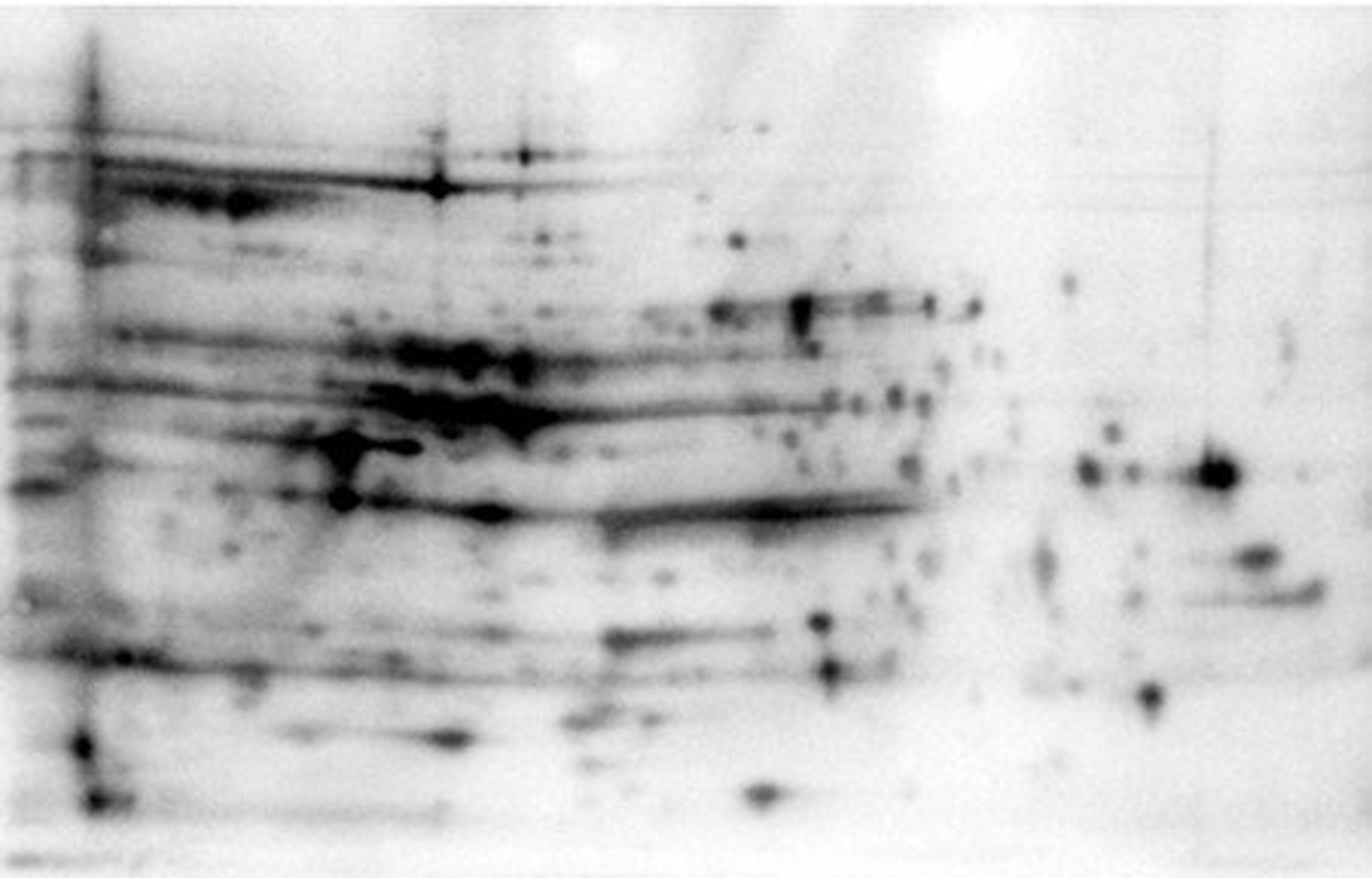 Western blot analysis of using E.coli HCP antibody