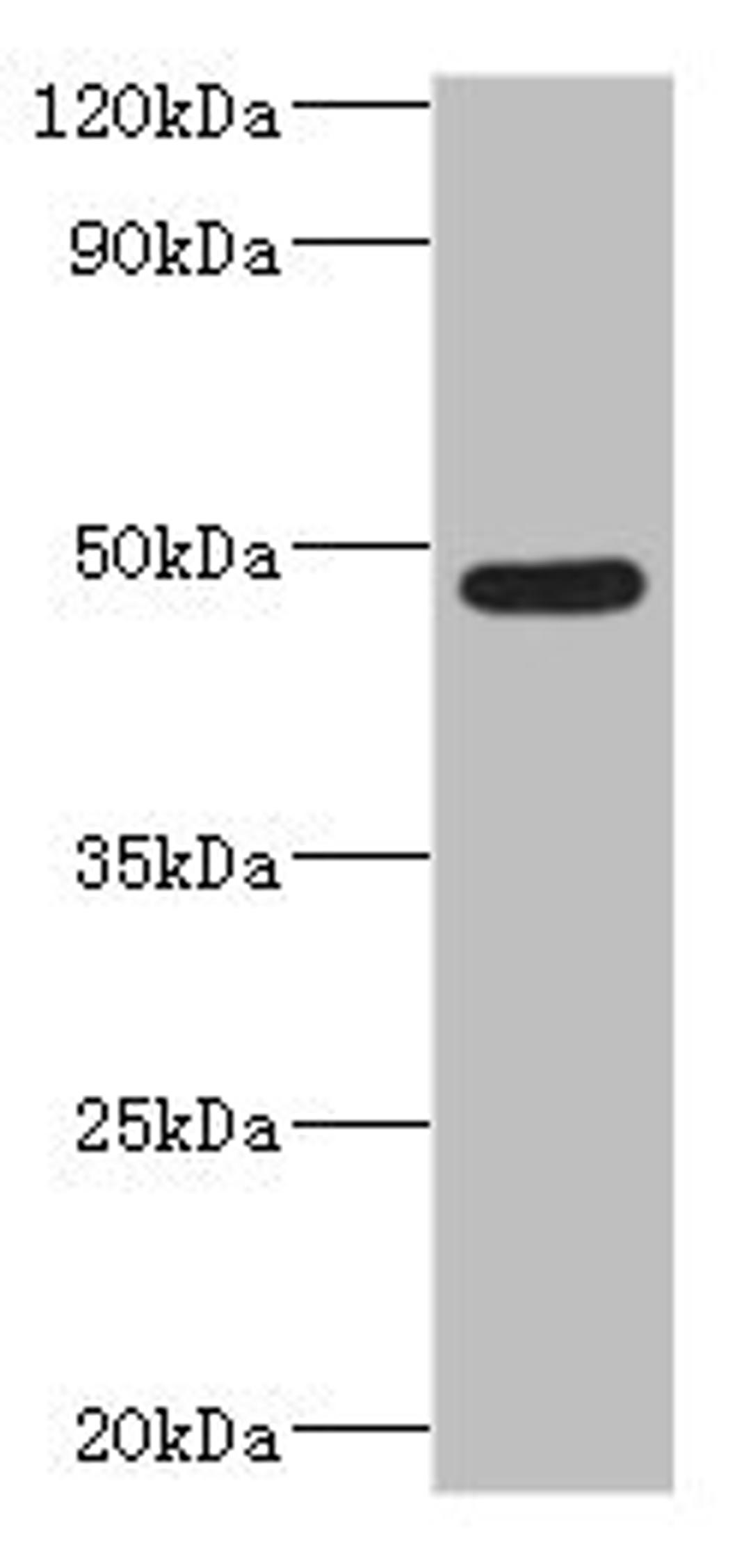 Western blot. All lanes: IFT57 antibody at 2ug/ml + Mouse lung tissue. Secondary. Goat polyclonal to rabbit IgG at 1/10000 dilution. Predicted band size: 49 kDa. Observed band size: 49 kDa. 