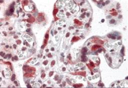 Immunohistochemistry of LZTS2 in human placenta tissue with LZTS2 antibody at 5 &#956;g/mL.